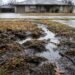 Soggy yard spots are among the classic backed up sewer line symptoms