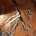 Tree roots entering a cracked pipe are a top cause of recurring sewer line backups