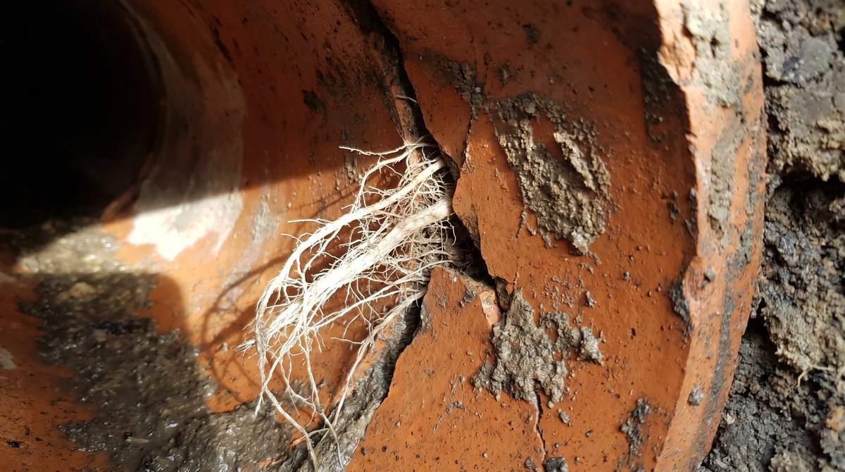 Tree roots entering a cracked pipe are a top cause of recurring sewer line backups